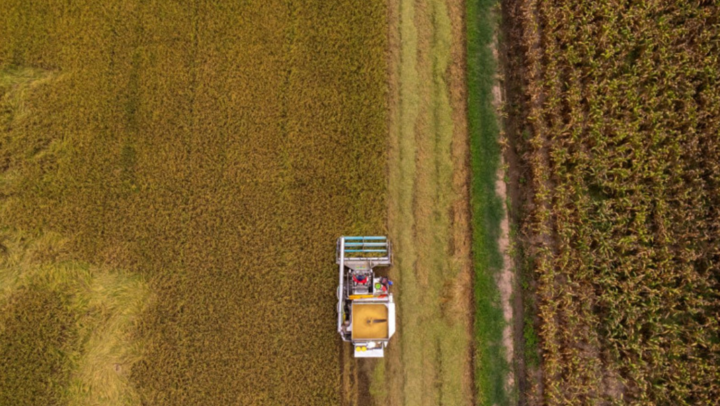 Nông dân Thái Lan đổ xô trồng lúa Việt Nam - Ảnh 1