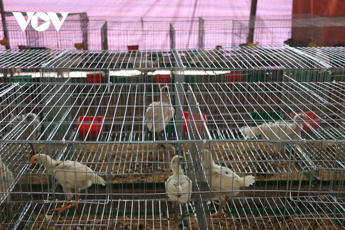 Nuôi gà Peru thu vài trăm triệu mỗi năm - Ảnh 2