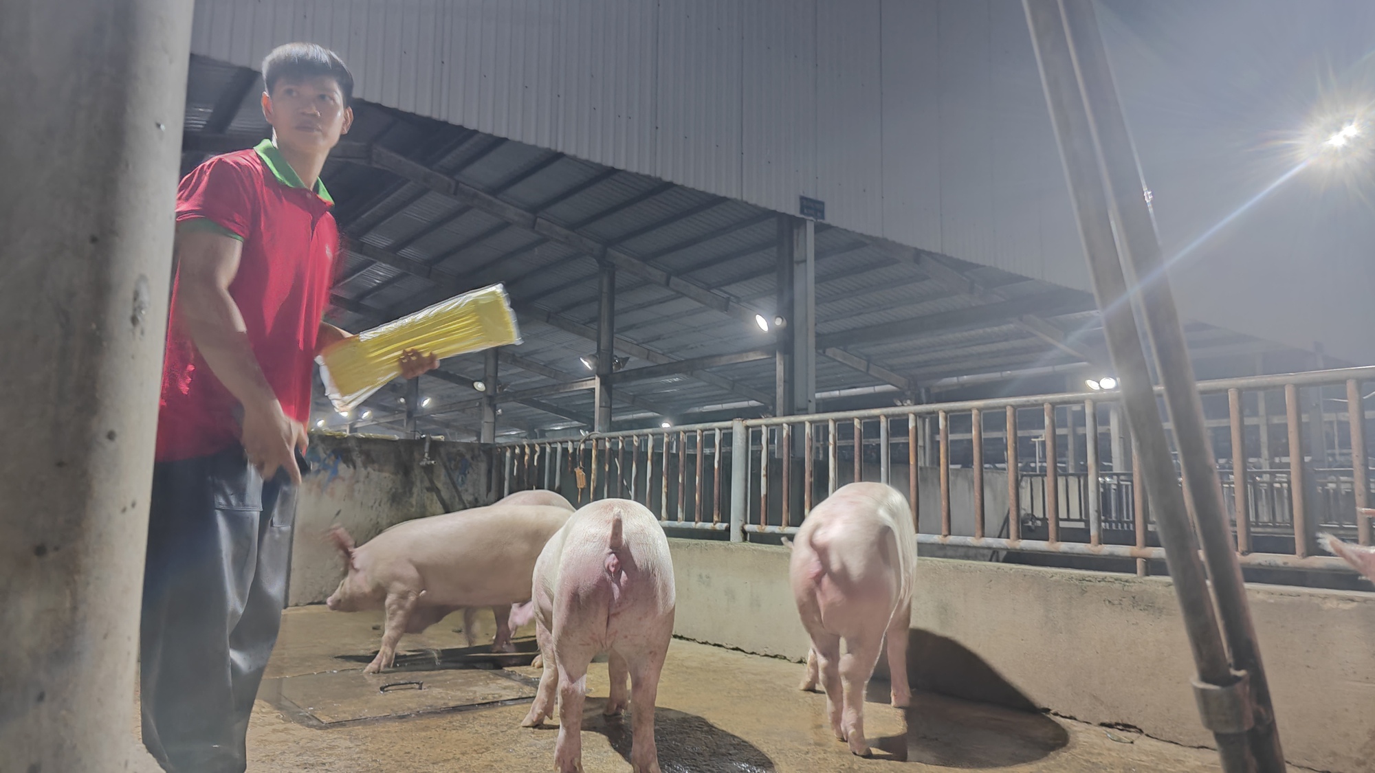 TP HCM: Phát hiện nhiều lỗ hổng nghiêm trọng trong truy xuất nguồn gốc heo và buôn bán tự phát - Ảnh 3