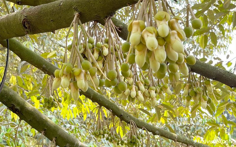 Chưa từng có: Loại quả "vua của các loại vua" bất ngờ xuống giá, rẻ hơn cả hàng bình dân - Ảnh 1