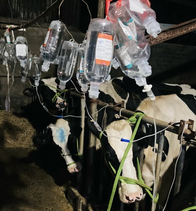 Vụ hàng loạt bò sữa chết bất thường: Lộ đơn vị cung cấp vắc xin - Ảnh 2