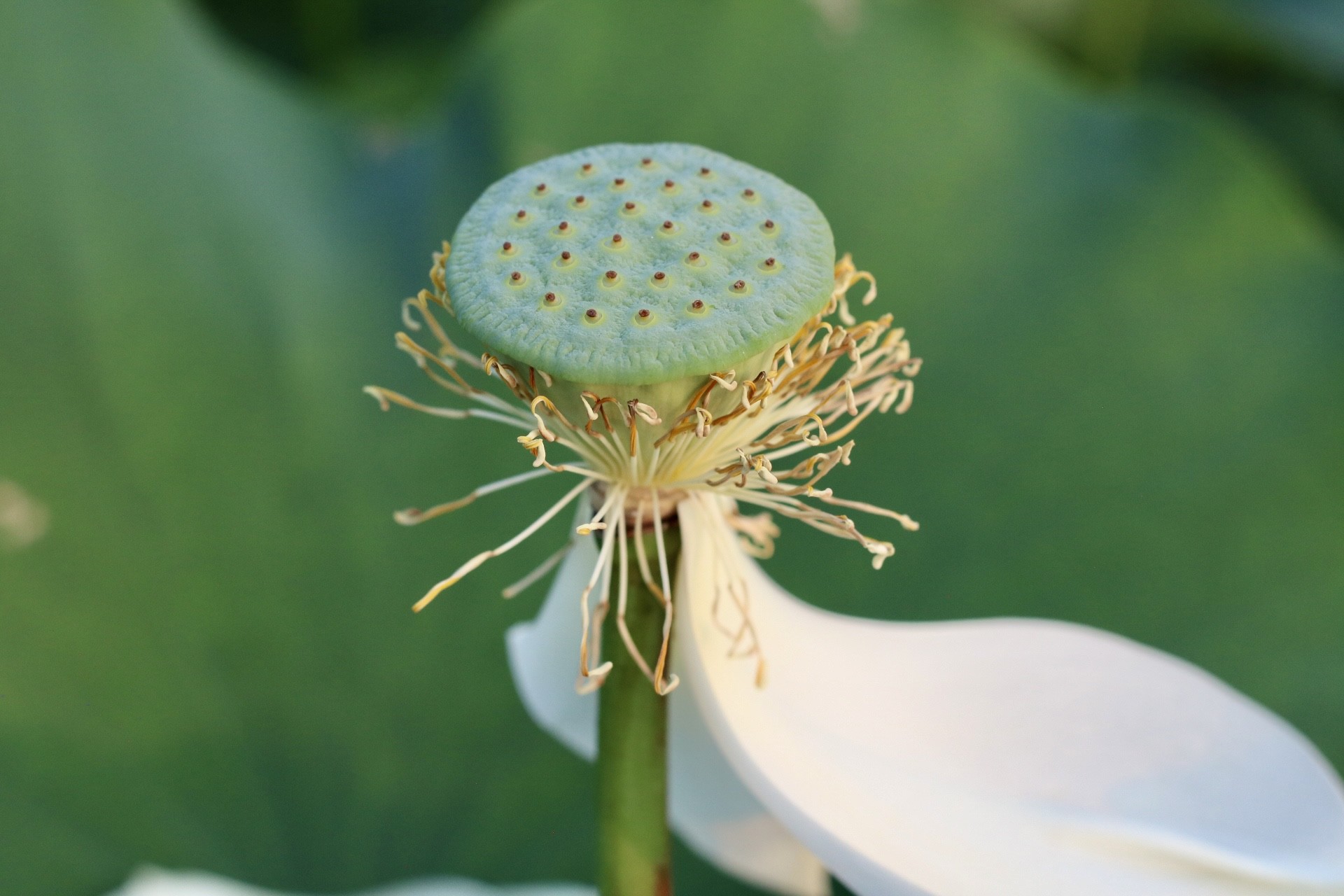 Kiếm tiền triệu nhờ thu hoạch hạt sen cuối vụ - Ảnh 3