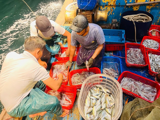 Mực xuất hiện dày đặc, có người câu được 100kg trong đêm - Ảnh 3