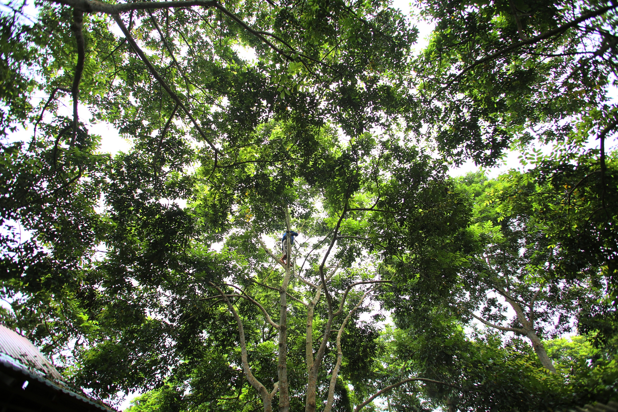 Người dân Bắc Giang tất bật thu hoạch loại quả ví như "vàng đen" khi mùa Thu đến, nhiều cây được đánh dấu vì lý do đặc biệt - Ảnh 1