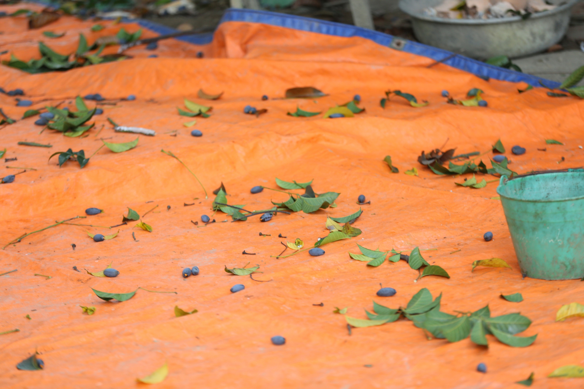 Người dân Bắc Giang tất bật thu hoạch loại quả ví như "vàng đen" khi mùa Thu đến, nhiều cây được đánh dấu vì lý do đặc biệt - Ảnh 6