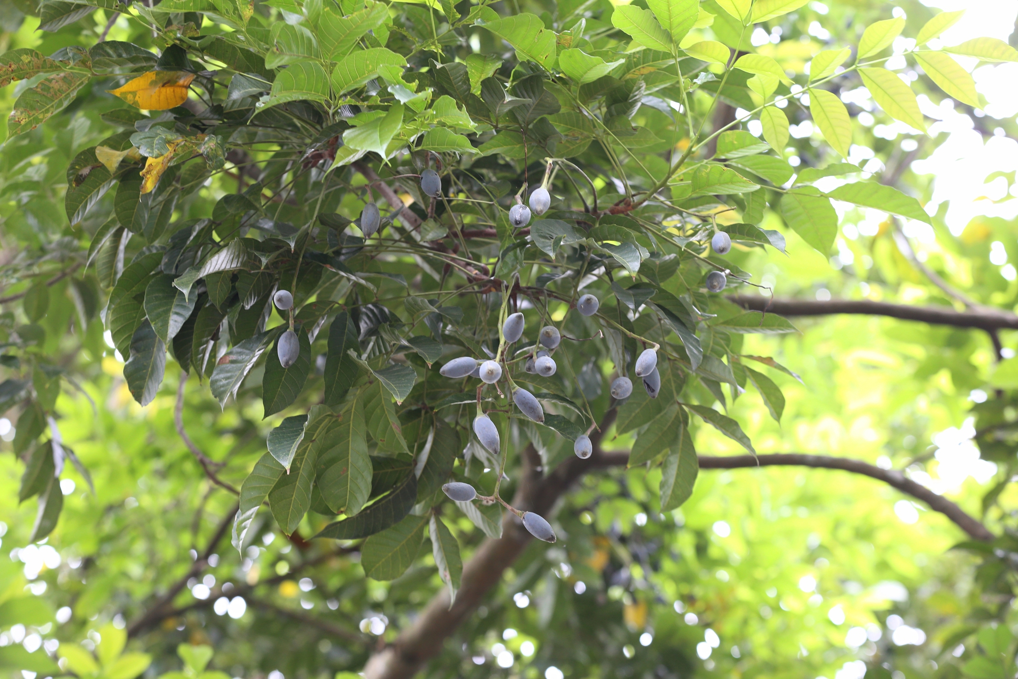 Người dân Bắc Giang tất bật thu hoạch loại quả ví như "vàng đen" khi mùa Thu đến, nhiều cây được đánh dấu vì lý do đặc biệt - Ảnh 2