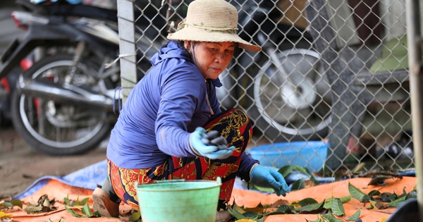 Người dân Bắc Giang tất bật thu hoạch loại quả ví như "vàng đen" khi mùa Thu đến, nhiều cây được đánh dấu vì lý do đặc biệt