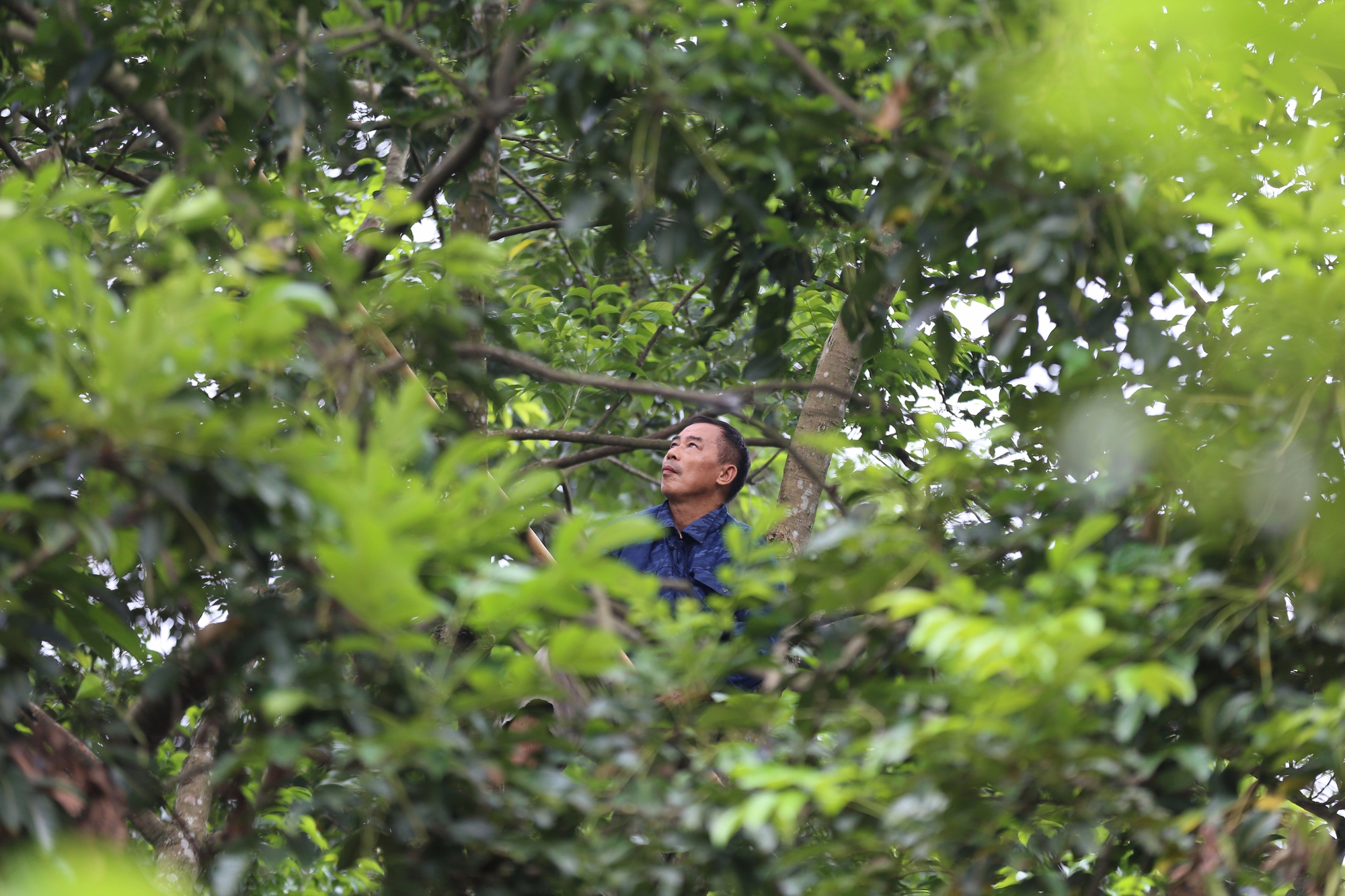 Người dân Bắc Giang tất bật thu hoạch loại quả ví như "vàng đen" khi mùa Thu đến, nhiều cây được đánh dấu vì lý do đặc biệt - Ảnh 5