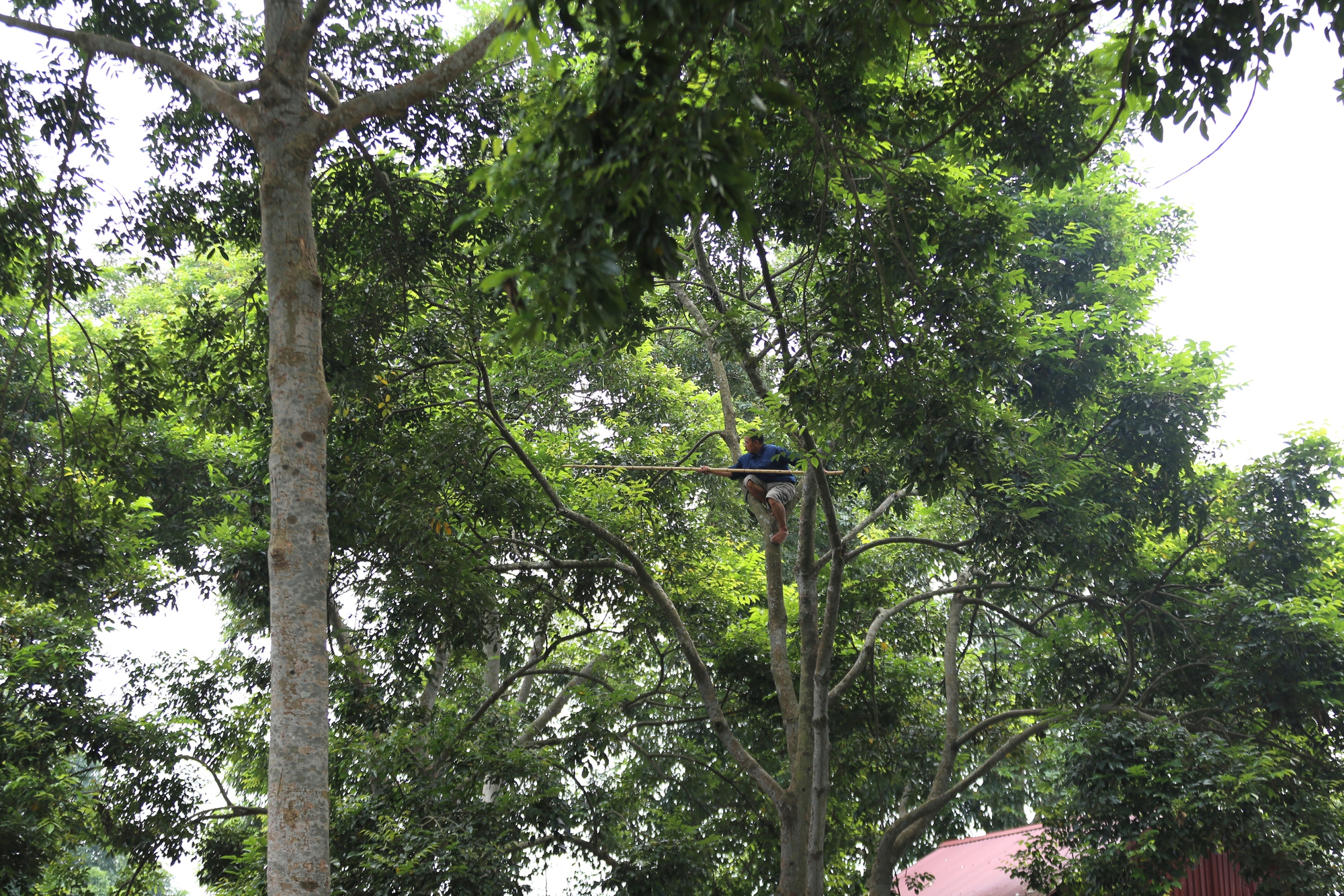 Người dân Bắc Giang tất bật thu hoạch loại quả ví như "vàng đen" khi mùa Thu đến, nhiều cây được đánh dấu vì lý do đặc biệt - Ảnh 4