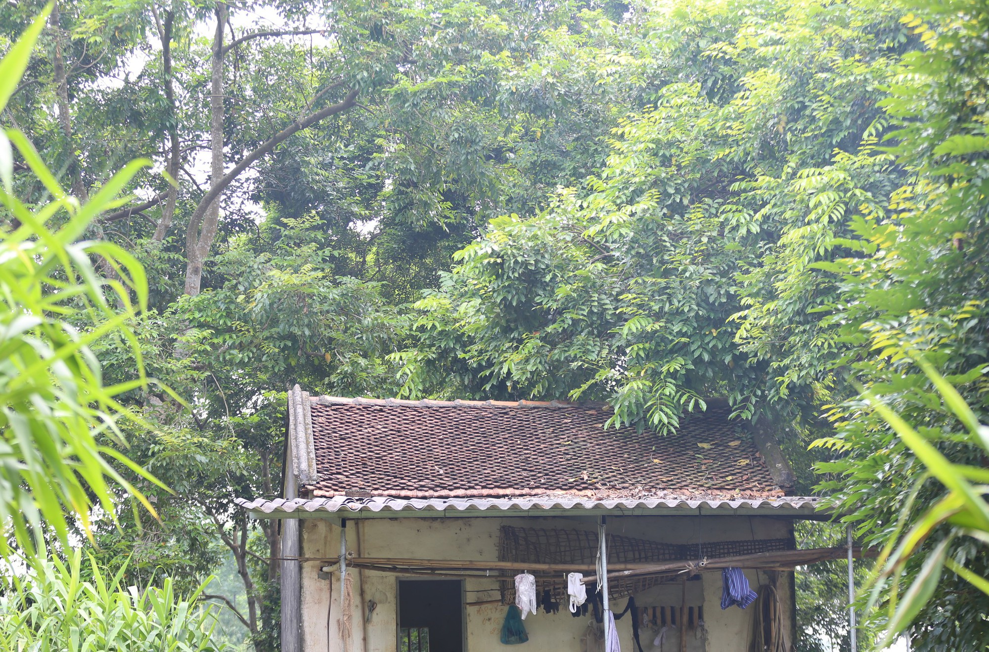 Người dân Bắc Giang tất bật thu hoạch loại quả ví như "vàng đen" khi mùa Thu đến, nhiều cây được đánh dấu vì lý do đặc biệt - Ảnh 16