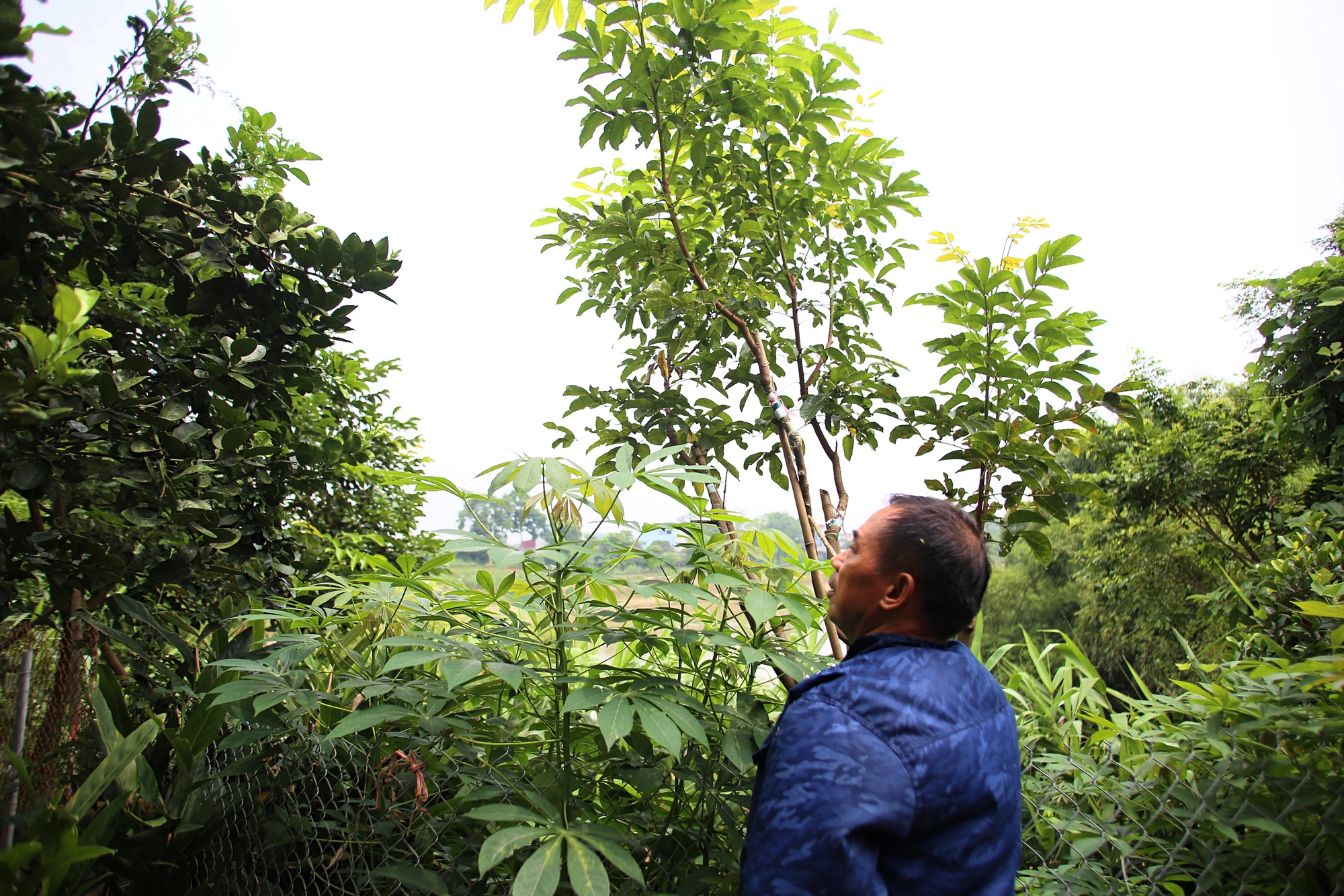 Người dân Bắc Giang tất bật thu hoạch loại quả ví như "vàng đen" khi mùa Thu đến, nhiều cây được đánh dấu vì lý do đặc biệt - Ảnh 15