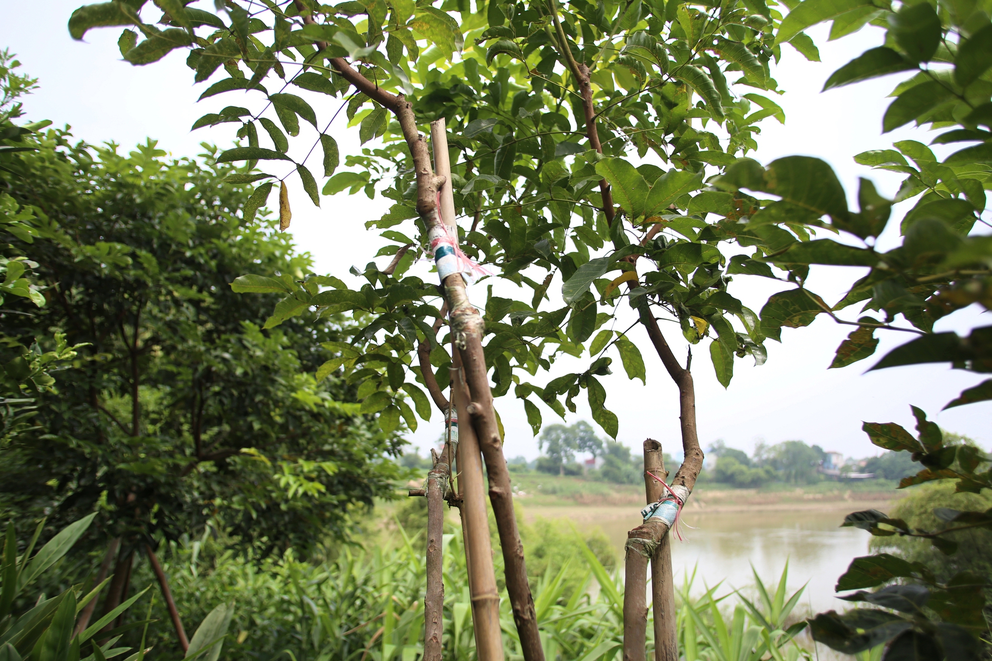 Người dân Bắc Giang tất bật thu hoạch loại quả ví như "vàng đen" khi mùa Thu đến, nhiều cây được đánh dấu vì lý do đặc biệt - Ảnh 14