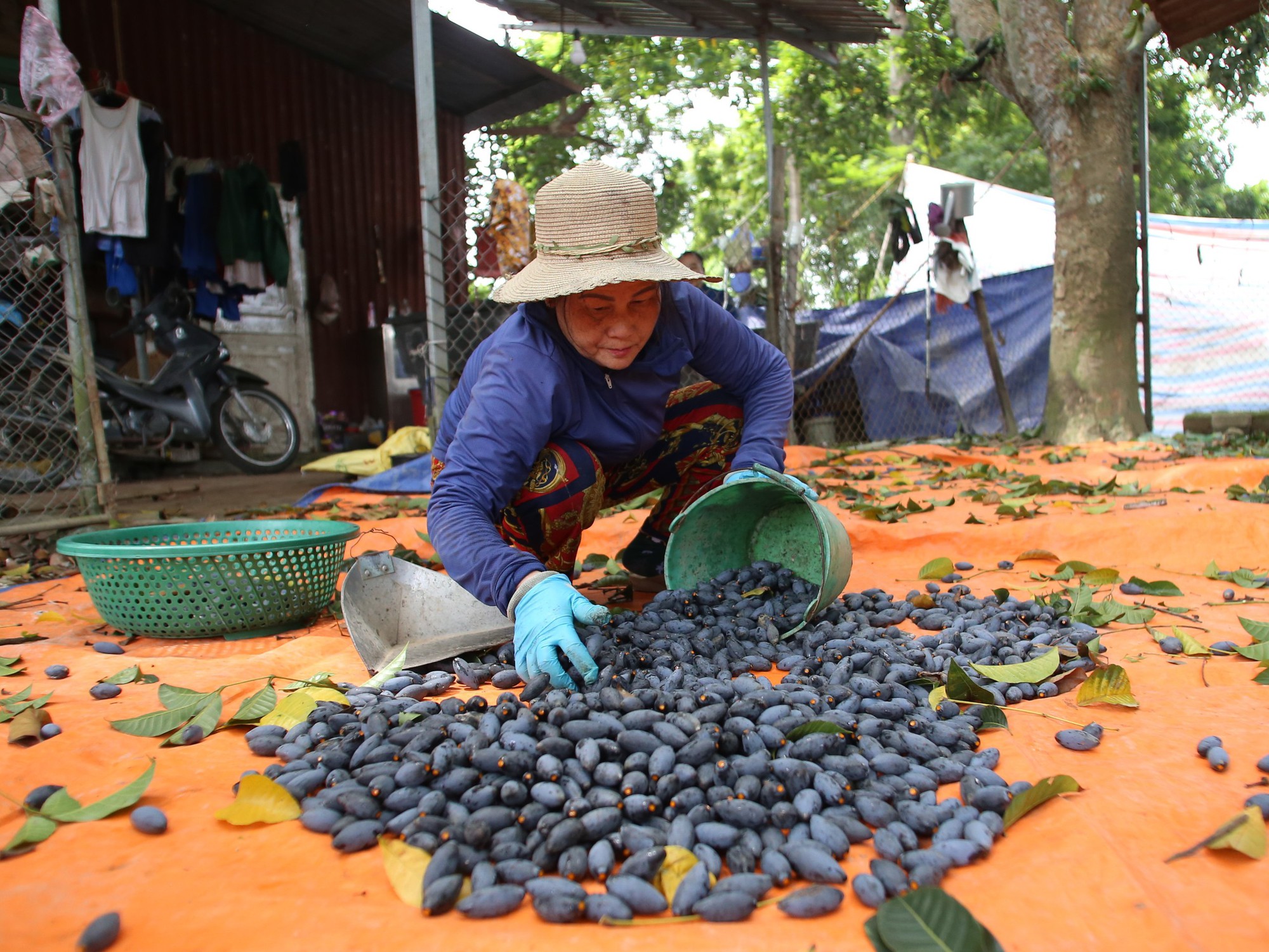 Người dân Bắc Giang tất bật thu hoạch loại quả ví như "vàng đen" khi mùa Thu đến, nhiều cây được đánh dấu vì lý do đặc biệt - Ảnh 8