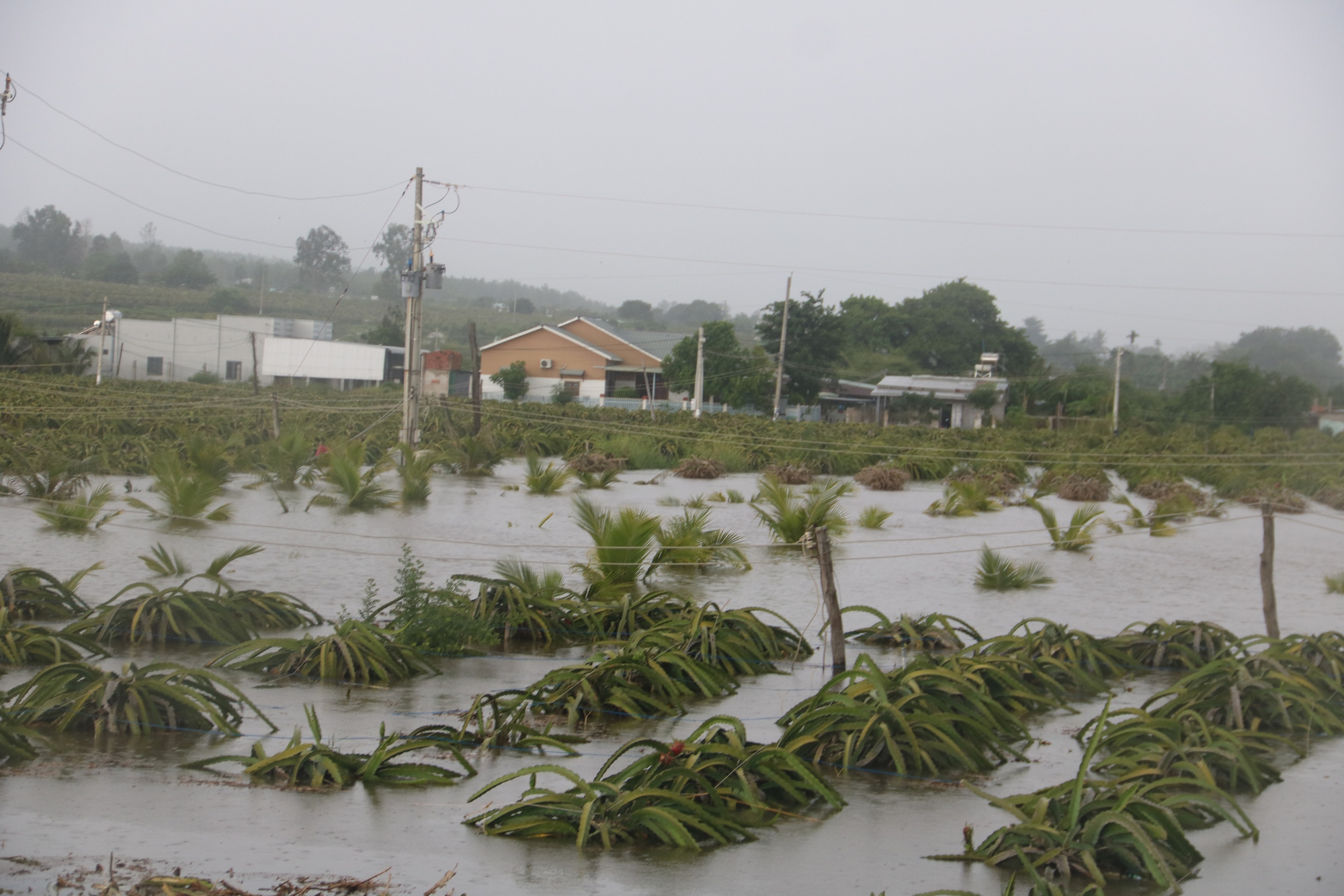 "Thủ phủ thanh long" Bình Thuận ngập nặng sau cơn mưa lớn - Ảnh 3
