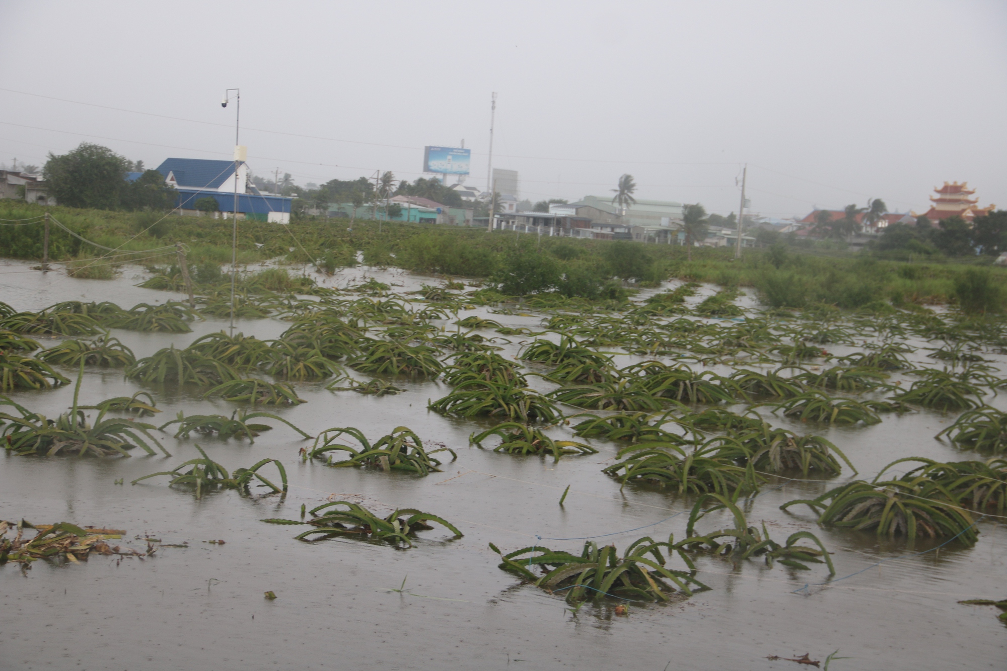 "Thủ phủ thanh long" Bình Thuận ngập nặng sau cơn mưa lớn - Ảnh 4