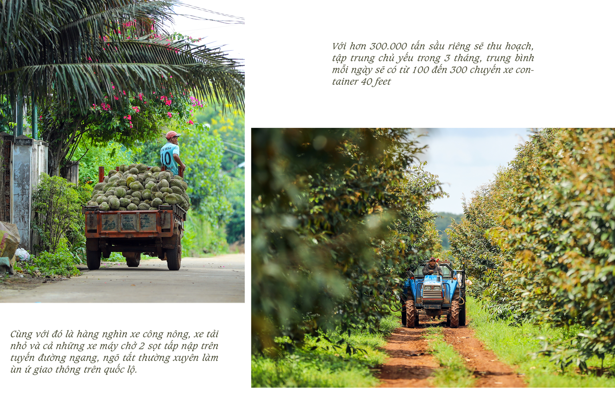 Rộn ràng ngày mùa ở thủ phủ sầu riêng Đắk Lắk - Ảnh 6