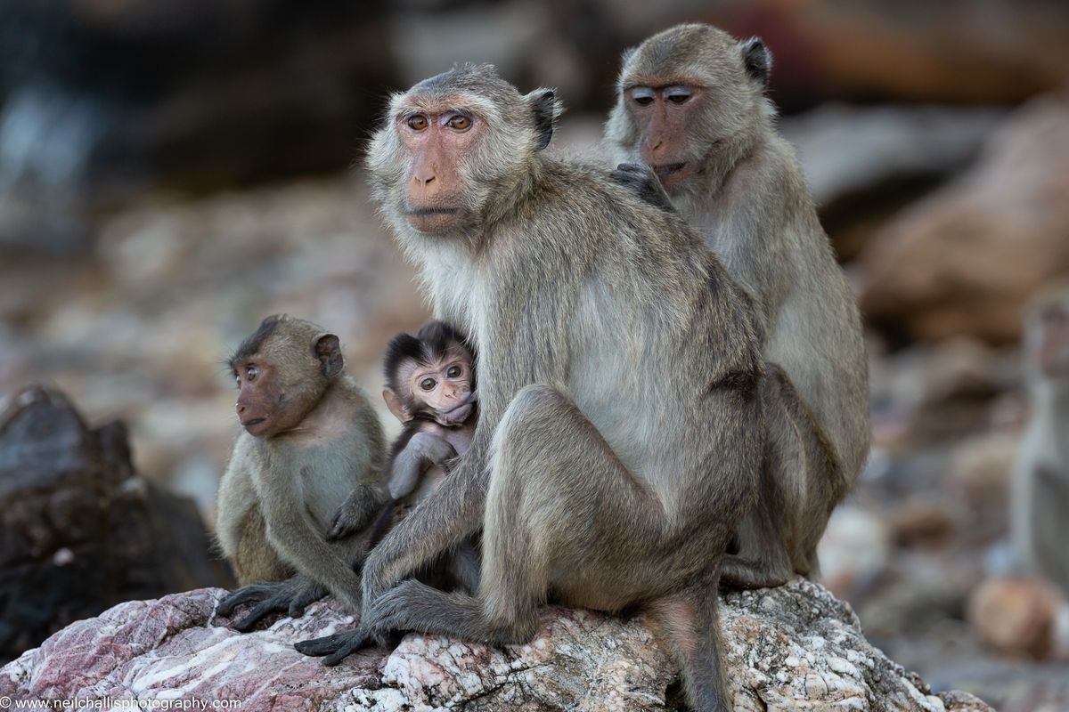 Vì sao Trung Quốc muốn nhập khẩu chính ngạch một loài khỉ của Việt Nam? - Ảnh 3