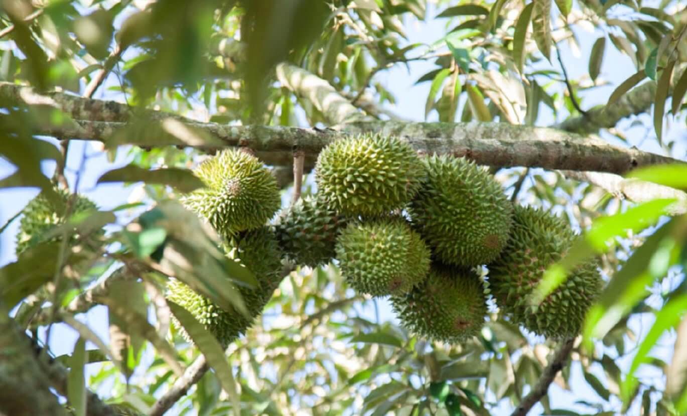 Tăng trưởng đến khó tin, mặt hàng "vua" của Việt Nam được Campuchia thích thú, tăng mua gấp 186 lần - Ảnh 2