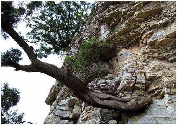 Loại gỗ quý hiếm được ví là "báu vật": Không thể trồng nhân tạo, mùi thơm lưu giữ qua hàng trăm nghìn năm - Ảnh 1