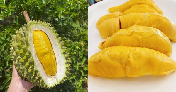 Sầu riêng Musang King - hàng hiếm giá trên trời bỗng rớt thảm