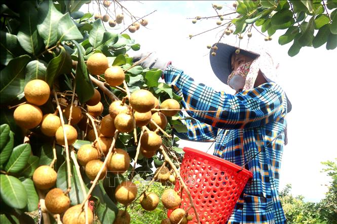 Thanh nhãn đầu vụ giá cao giúp nhà vườn lãi đến 250 triệu đồng/ha - Ảnh 1