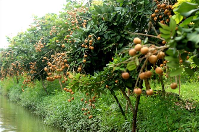 Thanh nhãn đầu vụ giá cao giúp nhà vườn lãi đến 250 triệu đồng/ha - Ảnh 2