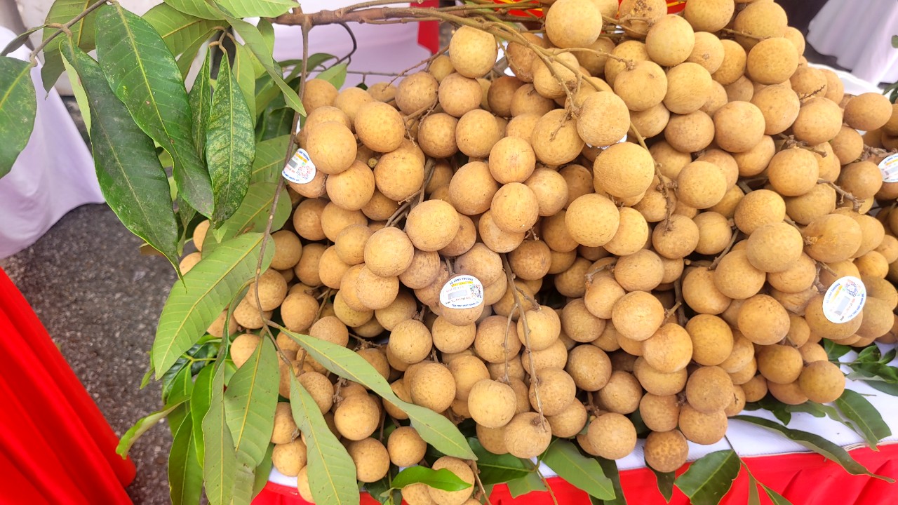 Một loại quả tiến vua của Hưng Yên giá cao chót vót - Ảnh 2