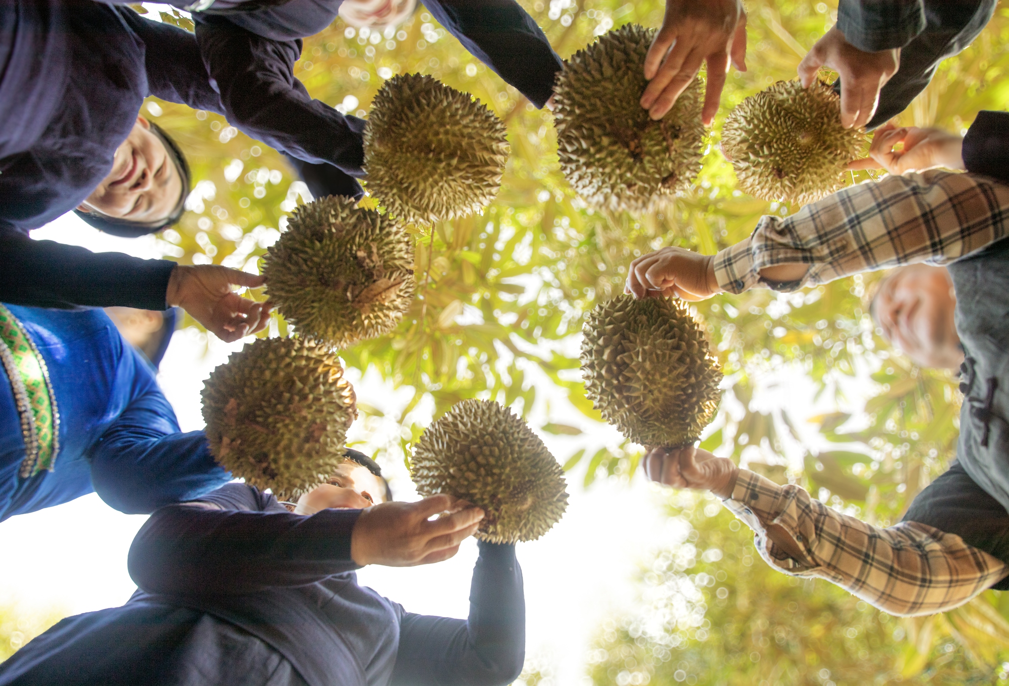 Rộn ràng ngày mùa ở thủ phủ sầu riêng Đắk Lắk - Ảnh 11