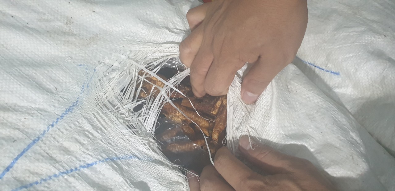 Bắt giữ gần 2 tấn chân gà, kinh hoàng nhiều bao tải chảy nước và bốc mùi thối - Ảnh 1