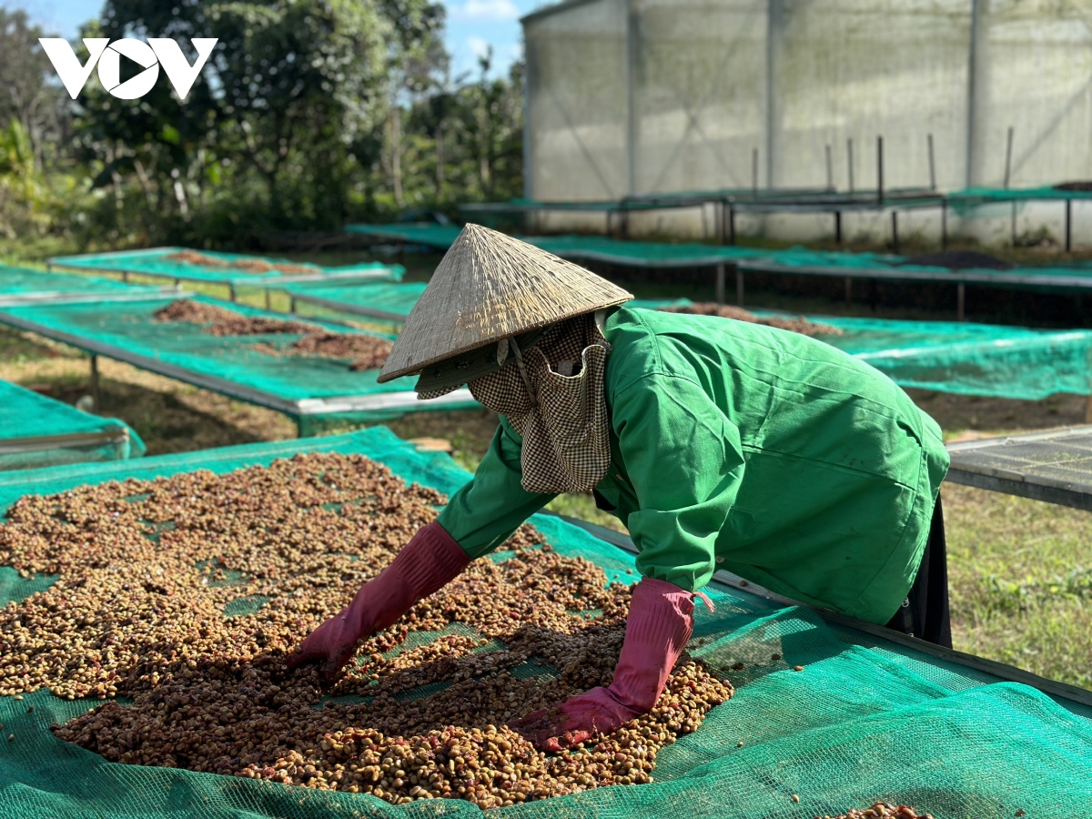 Đấu giá 15 lô hàng cà phê đặc sản ngon nhất Việt Nam - Ảnh 2