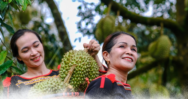 Rộn ràng ngày mùa ở thủ phủ sầu riêng Đắk Lắk