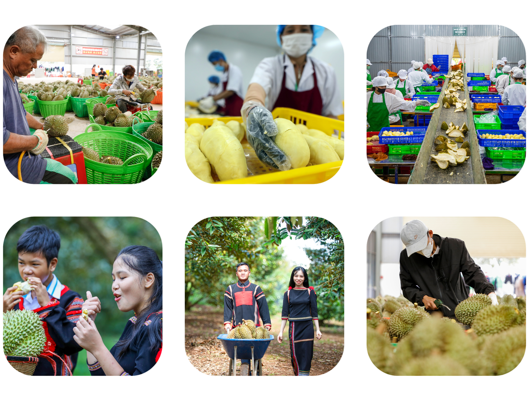 Rộn ràng ngày mùa ở thủ phủ sầu riêng Đắk Lắk - Ảnh 14