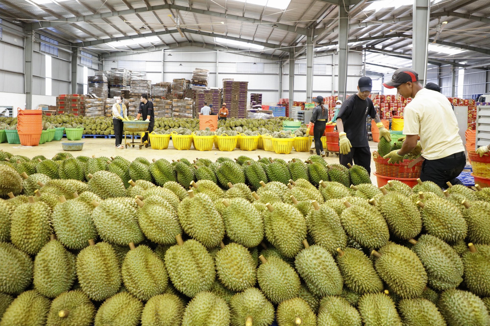 Rộn ràng ngày mùa ở thủ phủ sầu riêng Đắk Lắk - Ảnh 9