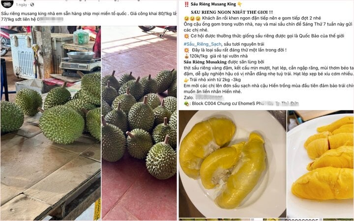 Sầu riêng Musang King - hàng hiếm giá trên trời bỗng rớt thảm - Ảnh 1