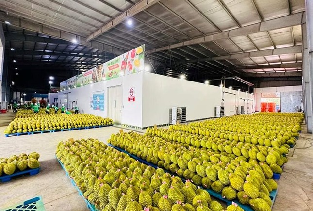 Cá sấu, sầu riêng đông lạnh, dừa tươi được xuất khẩu Trung Quốc - Ảnh 1