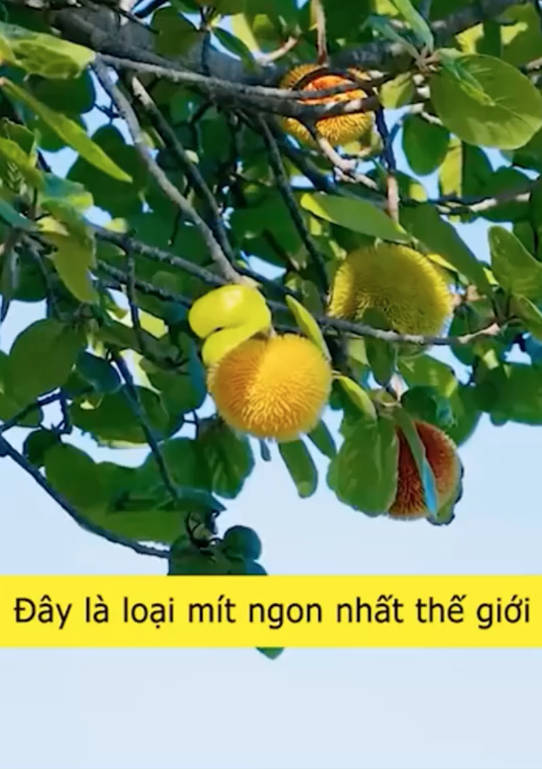 Loại mít "ngon nhất thế giới" tại Việt Nam: Đắt gấp 5 lần mít Thái, quả nhỏ xíu nhưng nhiều người quyết mua bằng được - Ảnh 1