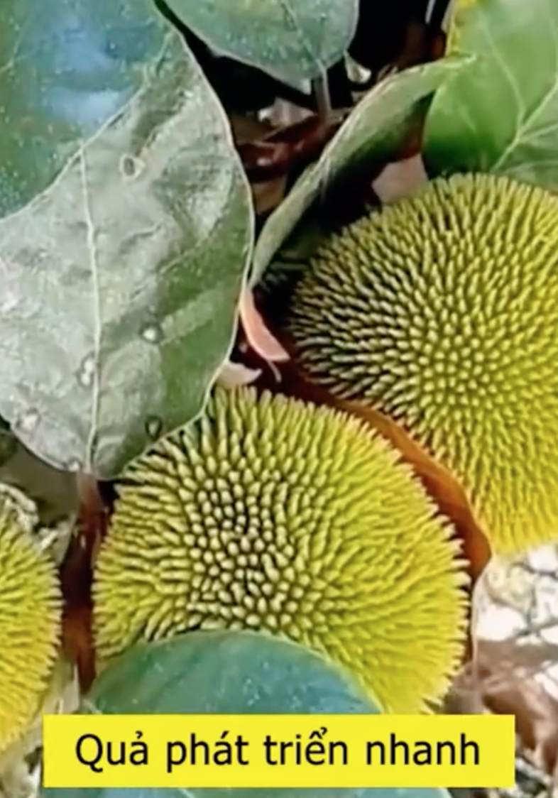 Loại mít "ngon nhất thế giới" tại Việt Nam: Đắt gấp 5 lần mít Thái, quả nhỏ xíu nhưng nhiều người quyết mua bằng được - Ảnh 2