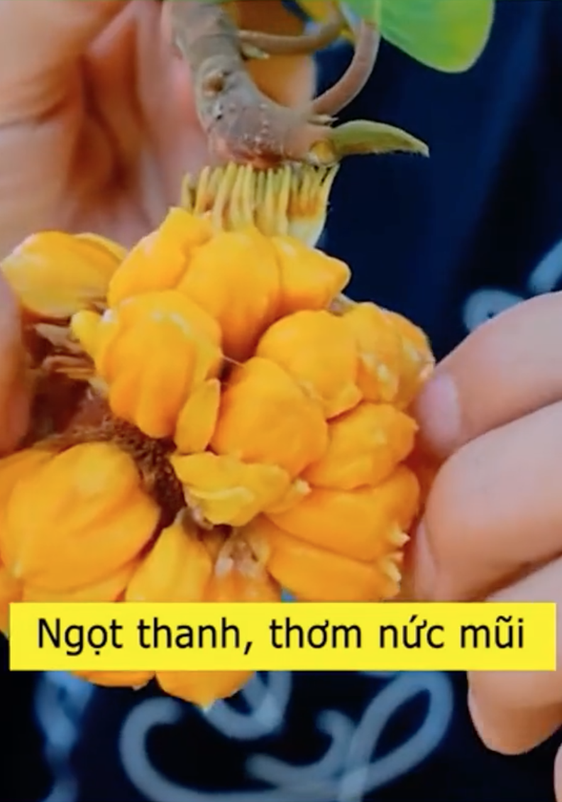 Loại mít "ngon nhất thế giới" tại Việt Nam: Đắt gấp 5 lần mít Thái, quả nhỏ xíu nhưng nhiều người quyết mua bằng được - Ảnh 6
