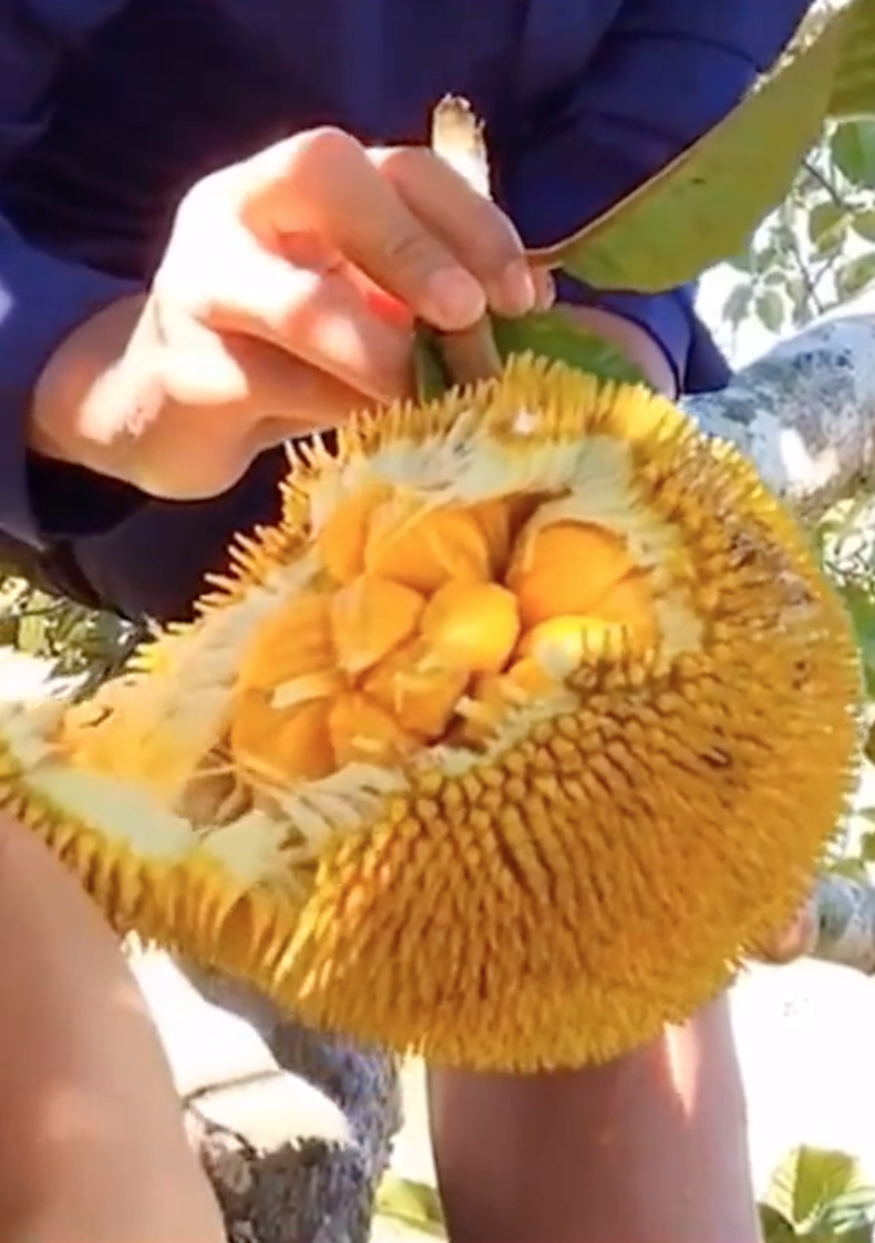 Loại mít "ngon nhất thế giới" tại Việt Nam: Đắt gấp 5 lần mít Thái, quả nhỏ xíu nhưng nhiều người quyết mua bằng được - Ảnh 7