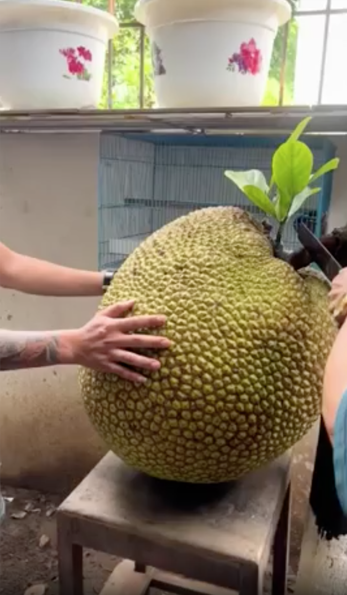 Quả mít nặng nhất Việt Nam hiện nay: Kích thước "khủng", "xô đổ" cả kỷ lục thế giới? - Ảnh 1