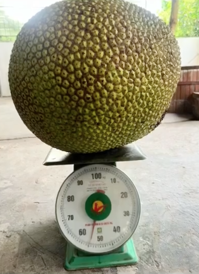 Quả mít nặng nhất Việt Nam hiện nay: Kích thước "khủng", "xô đổ" cả kỷ lục thế giới? - Ảnh 3