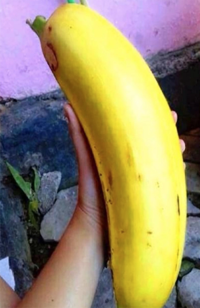 Quả chuối "đột biến" nặng 6kg, 4 người mới ăn hết: Nhìn thân cây càng "sốc" hơn nữa! - Ảnh 6