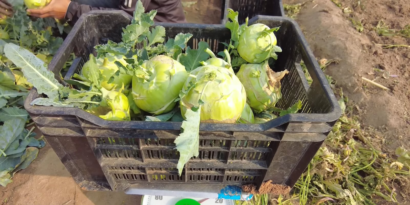 Loại củ bán đầy ở chợ Việt Nam, sang châu Phi được người Trung Quốc săn mua như đặc sản, giá cao hơn gấp đôi - Ảnh 1