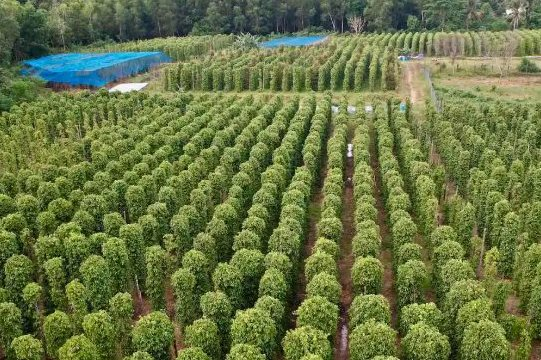 Đức liên tục săn lùng một loại nông sản của Việt Nam: Nước ta xuất khẩu bằng cả thế giới cộng lại, thu hơn 700 triệu USD kể từ đầu năm - Ảnh 1