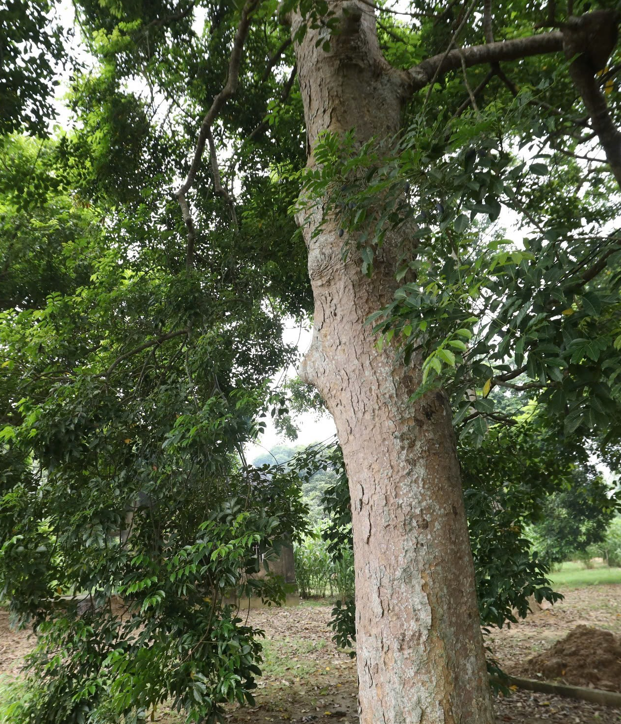 Người dân Bắc Giang tất bật thu hoạch loại quả ví như "vàng đen" khi mùa Thu đến, nhiều cây được đánh dấu vì lý do đặc biệt - Ảnh 3