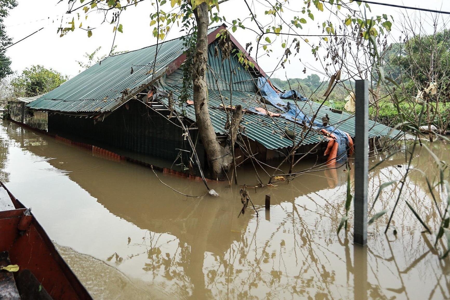 Nước lũ dâng cao, nông dân bãi giữa sông Hồng chèo thuyền mang nông sản đi bán - Ảnh 11