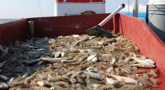 ‘Sản vật tỷ đô’ của Việt Nam được châu Âu liên tục săn đón: Thu hơn 200 triệu USD kể từ đầu năm, nước ta là nhà cung cấp lớn thứ 2 của thế giới - Ảnh 1