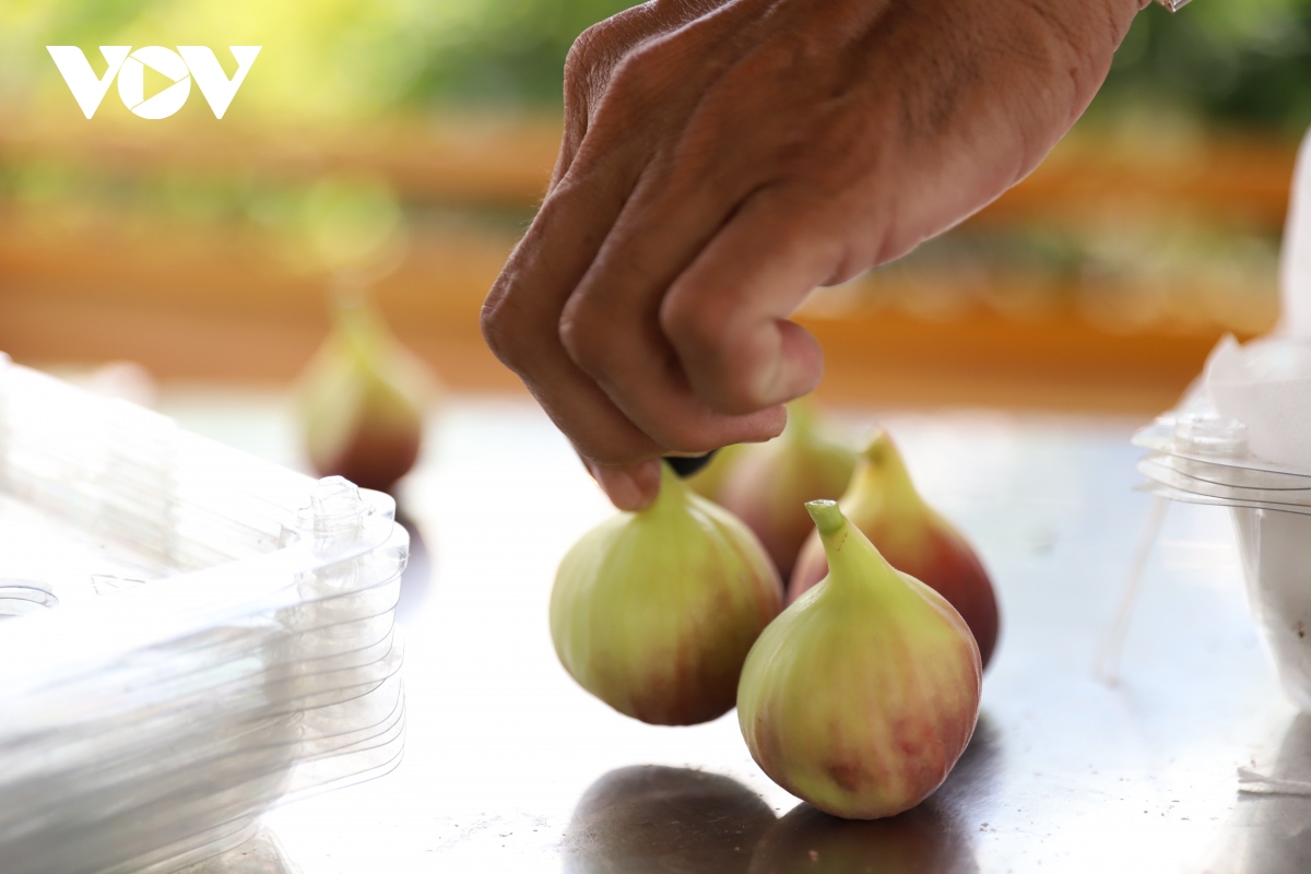 Vườn sung Mỹ hút khách tham quan ở TP.HCM - Ảnh 4