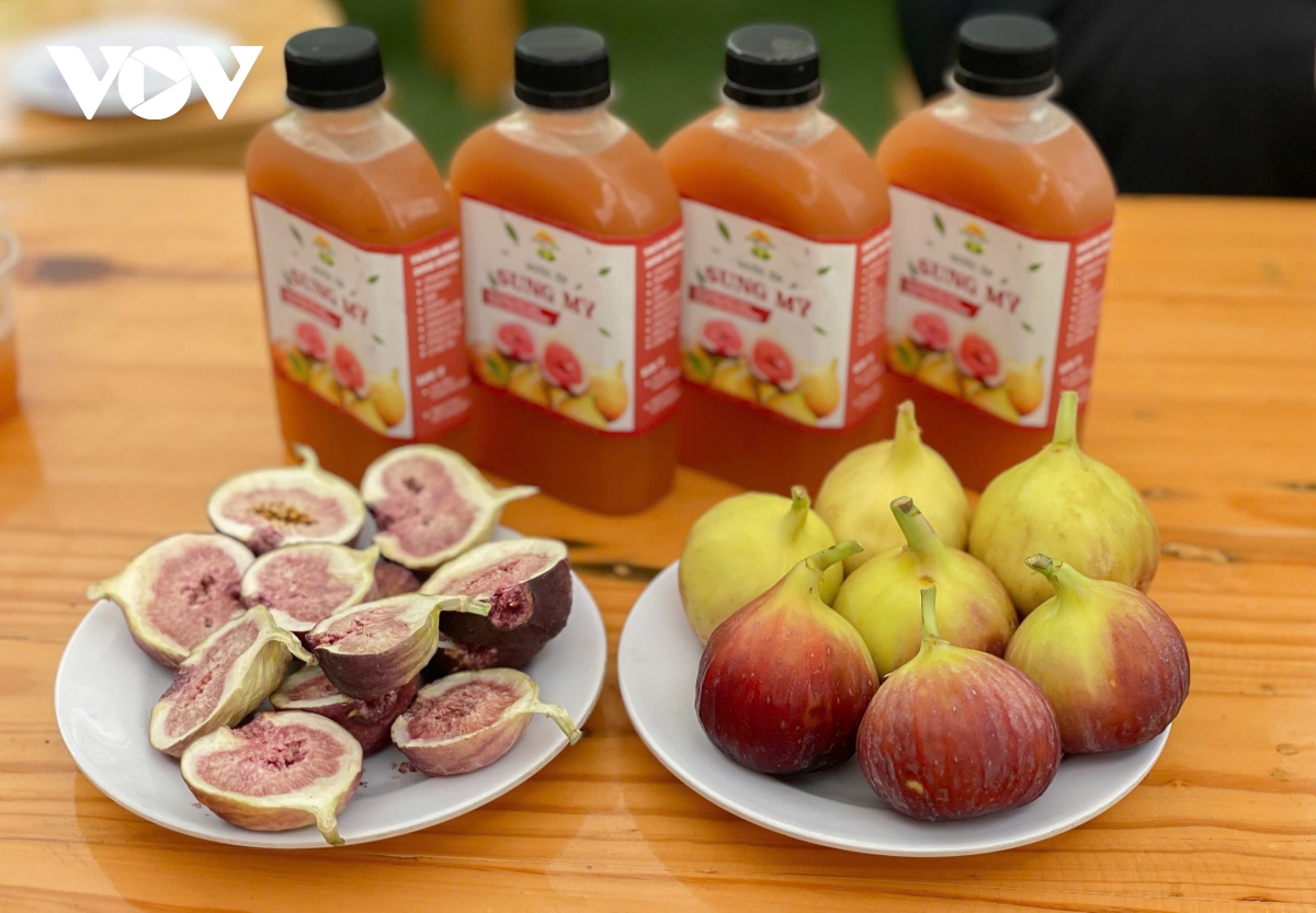 Vườn sung Mỹ hút khách tham quan ở TP.HCM - Ảnh 6