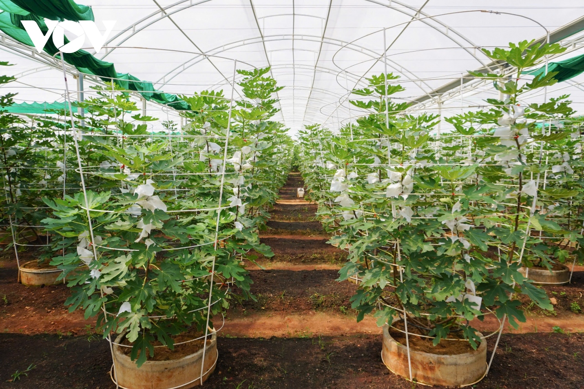 Vườn sung Mỹ hút khách tham quan ở TP.HCM - Ảnh 3